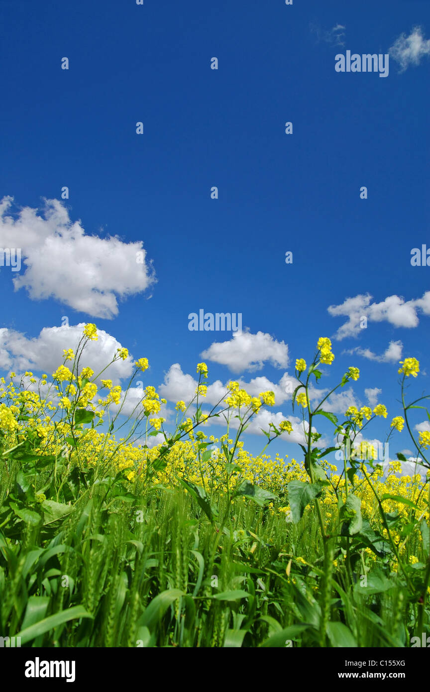 Meadow of wildflowers hi-res stock photography and images - Alamy