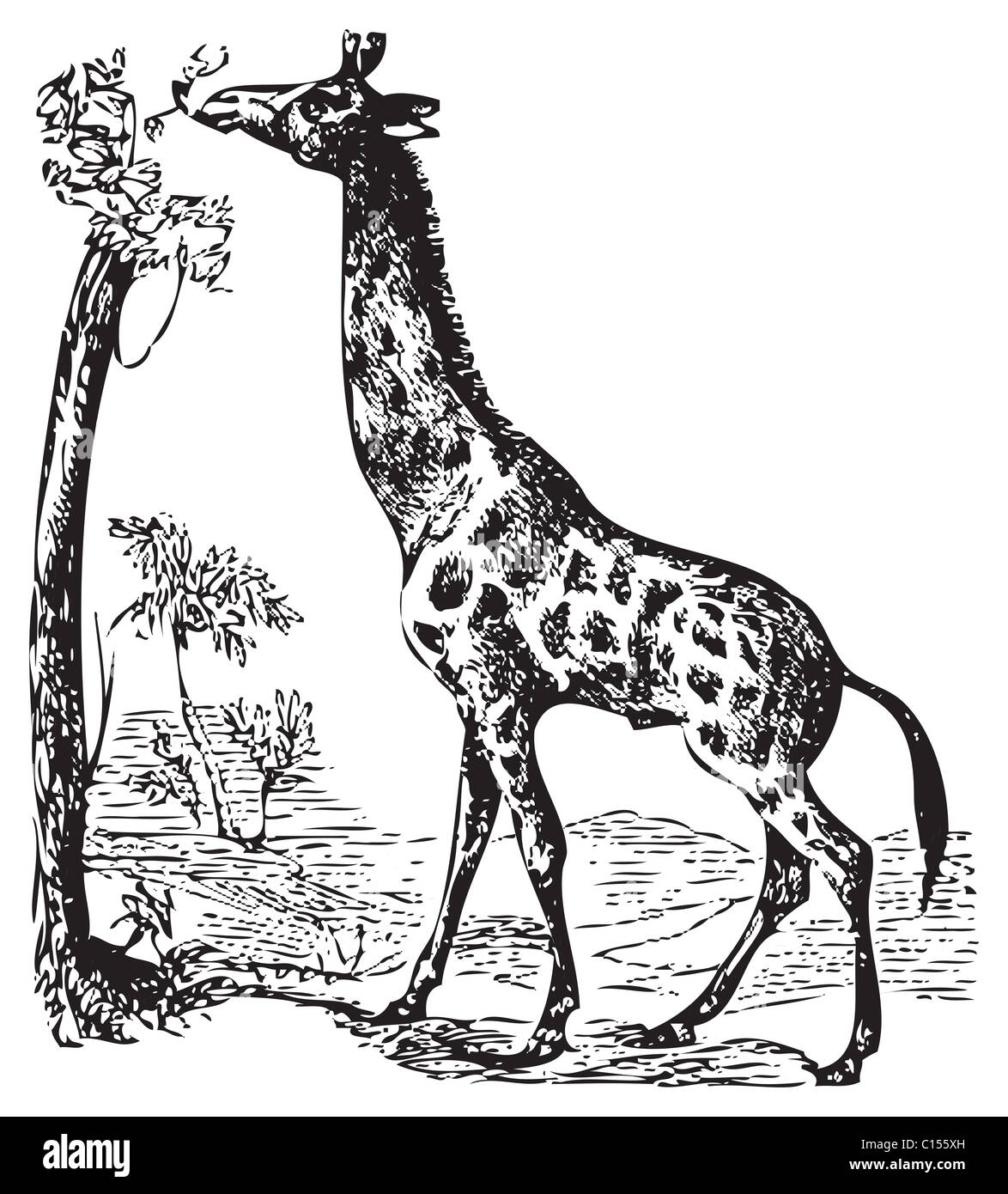 An illustration of a wild African Giraffe eating off the top branches of a tree. Old black and white engraving. From Trousset encyclopedia 1886-1891 Stock Photo
