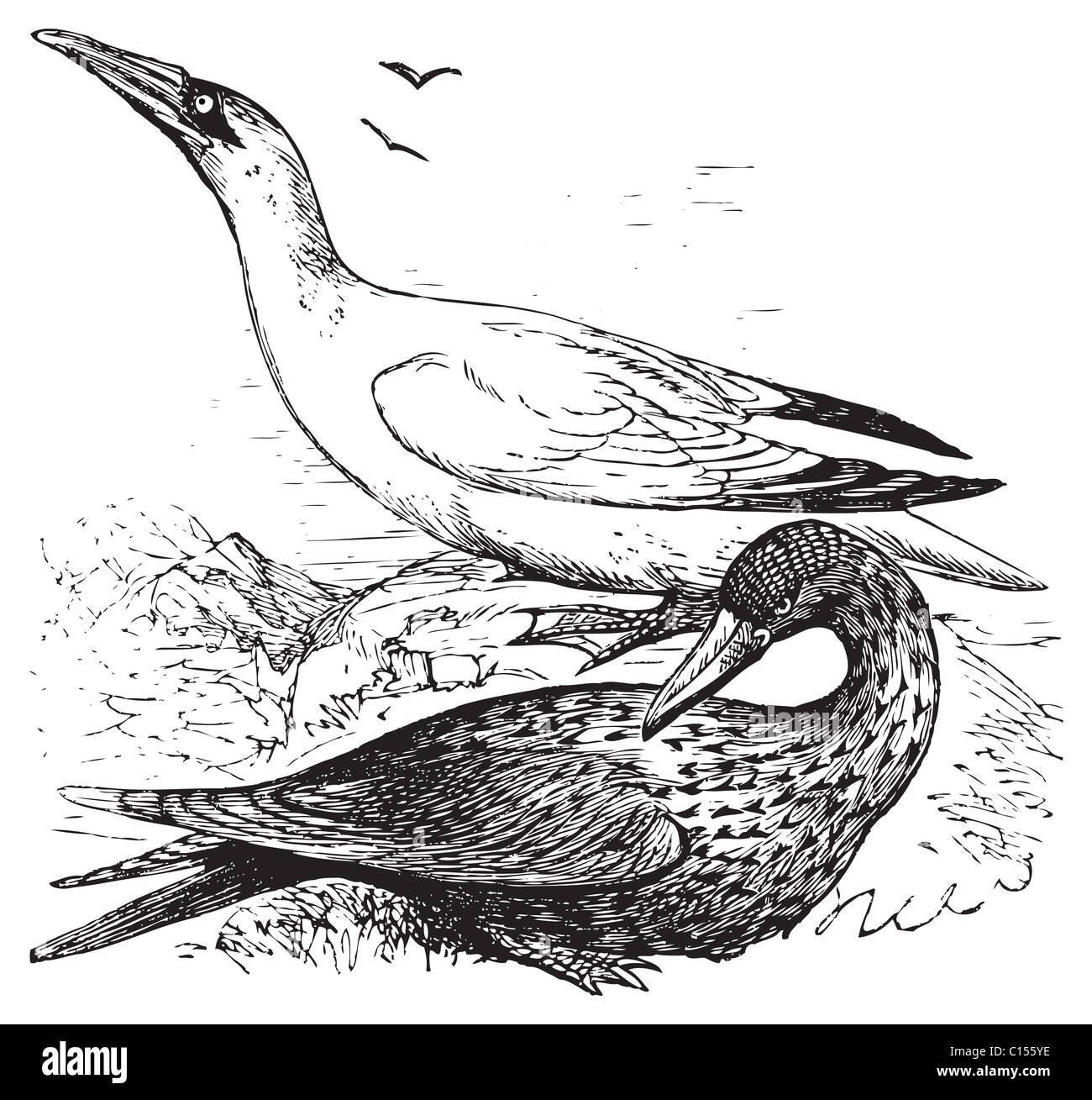 Adult and immature northern gannets or Morus Bassanus old engraving in black in white, converted to vector Stock Photo