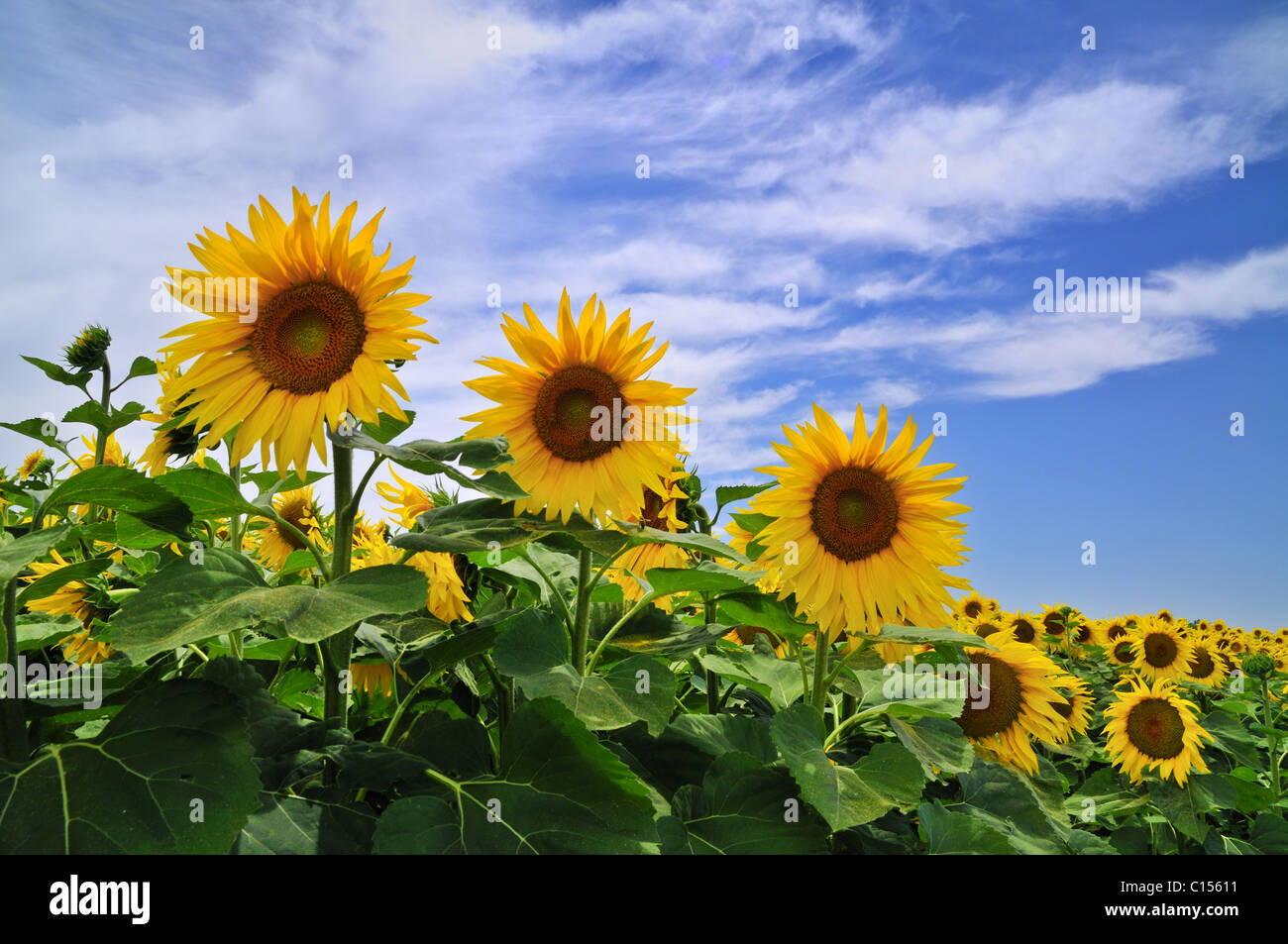 field of sunflowers and blue sky with some clouds Stock Photo - Alamy