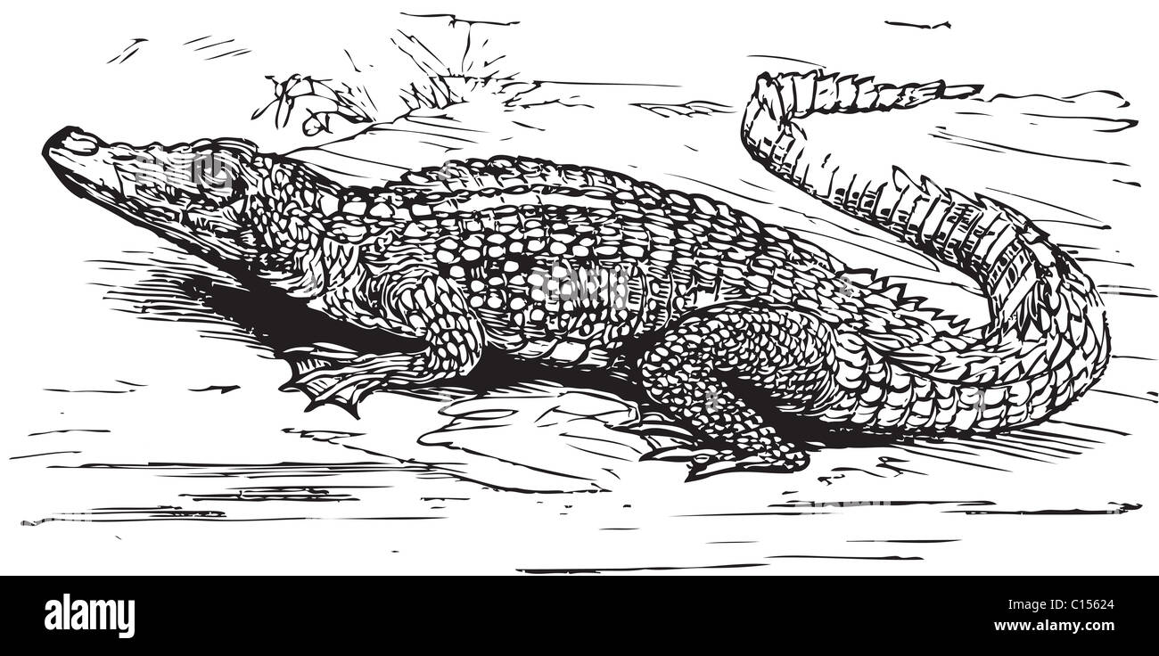 Engraving of a saltwater crocodile, in black lines. Crocodilus biporcatus, from Trousset encyclopedia 1886 - 1891 Stock Photo