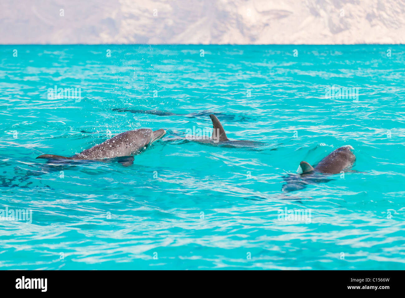Bottlenose Dolphins, Socotra Stock Photo