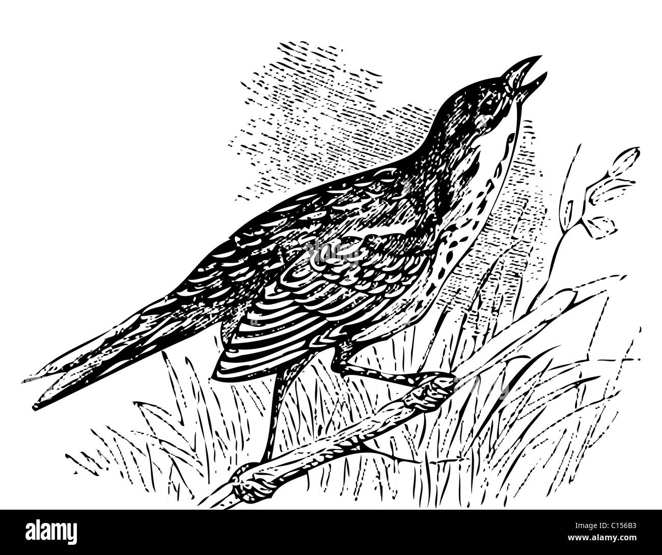 Old engraved illustration of a Saltmarsh sharp-tailed sparrow or Ammodramus caudacutus, singing while perched on a branch. Stock Photo