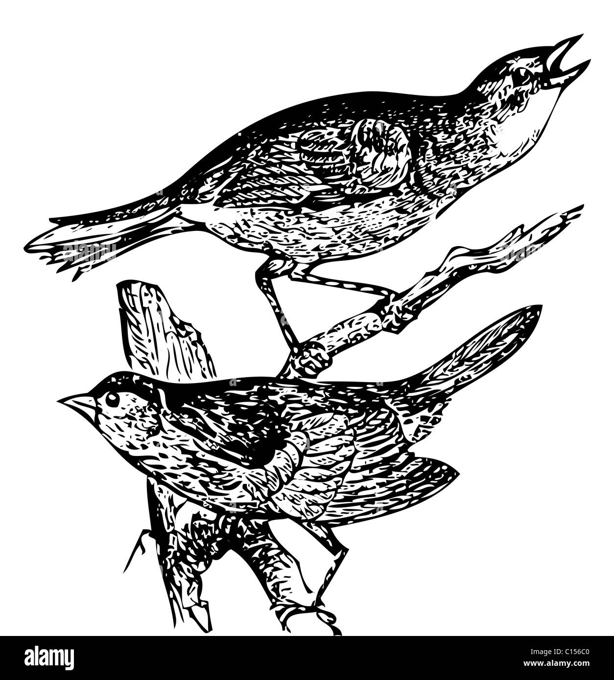 Old engraved illustration of a Seaside sparrow and Lincoln's sparrow or zonotrichia lincolnii and ammodromus maritimus, isolated on white. Live traced. From the Trousset encyclopedia, Paris 1886 - 1891. Stock Photo