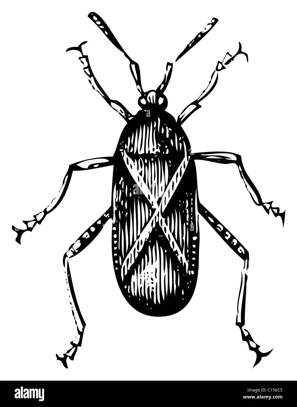 Old engraved illustration of a Squash bug or Coreus tristis, isolated on a white background. Live traced. Stock Photo