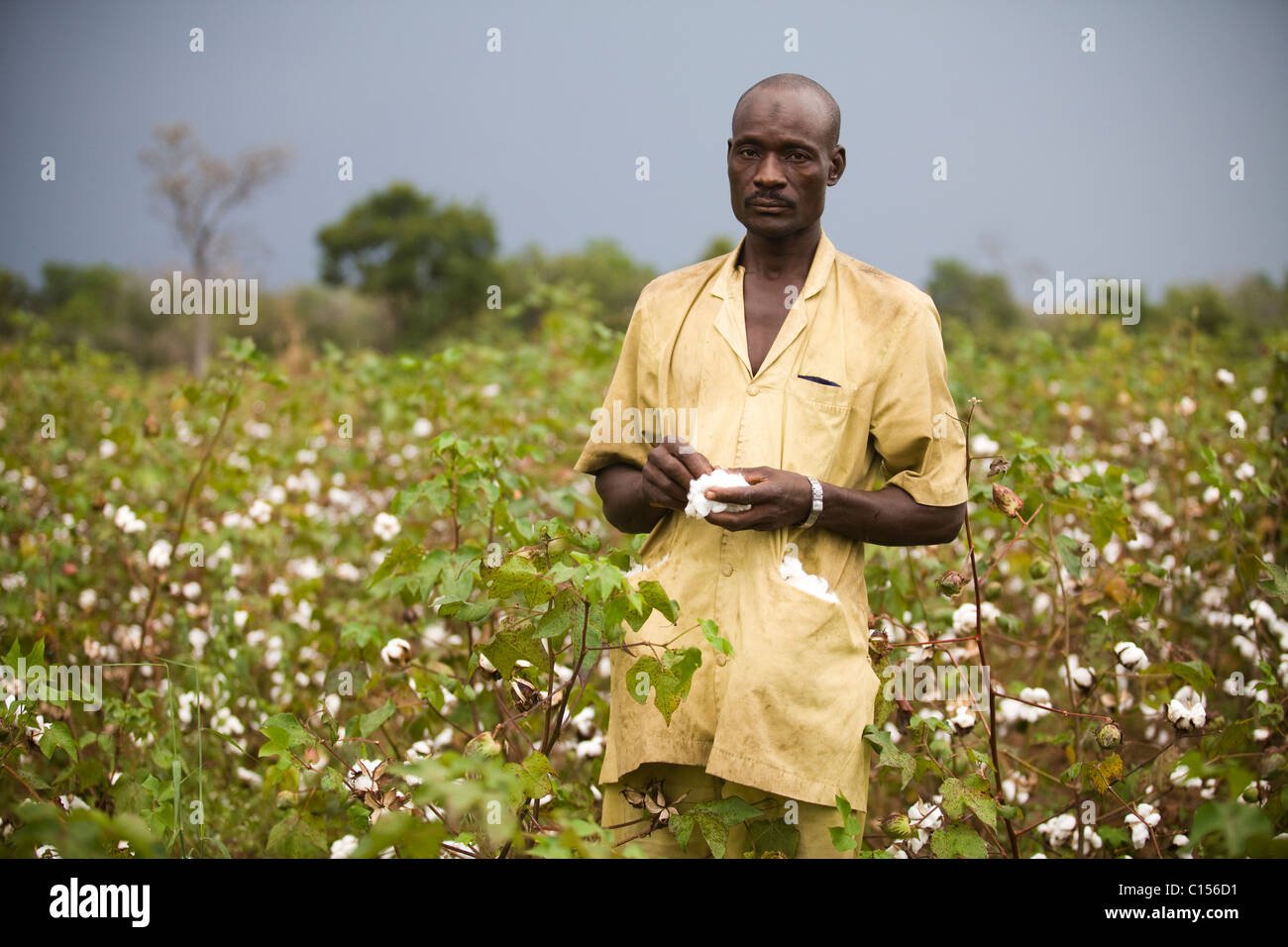 Cotton farmer in Mali Stock Photo Alamy
