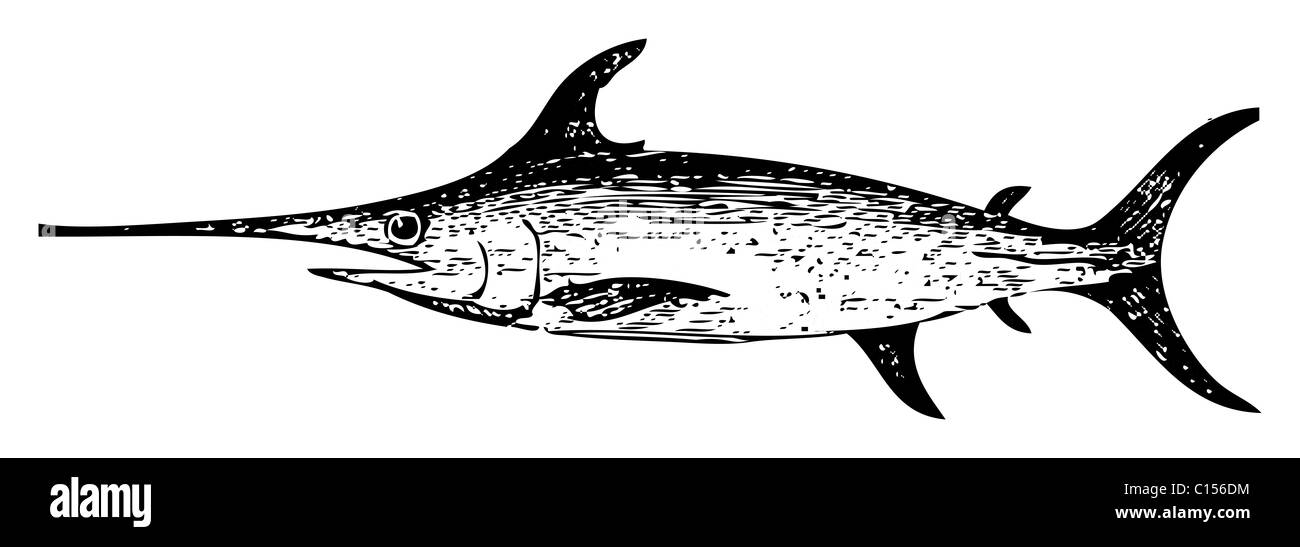 Old engraved illustration of a swordfish, isolated on white. Stock Photo