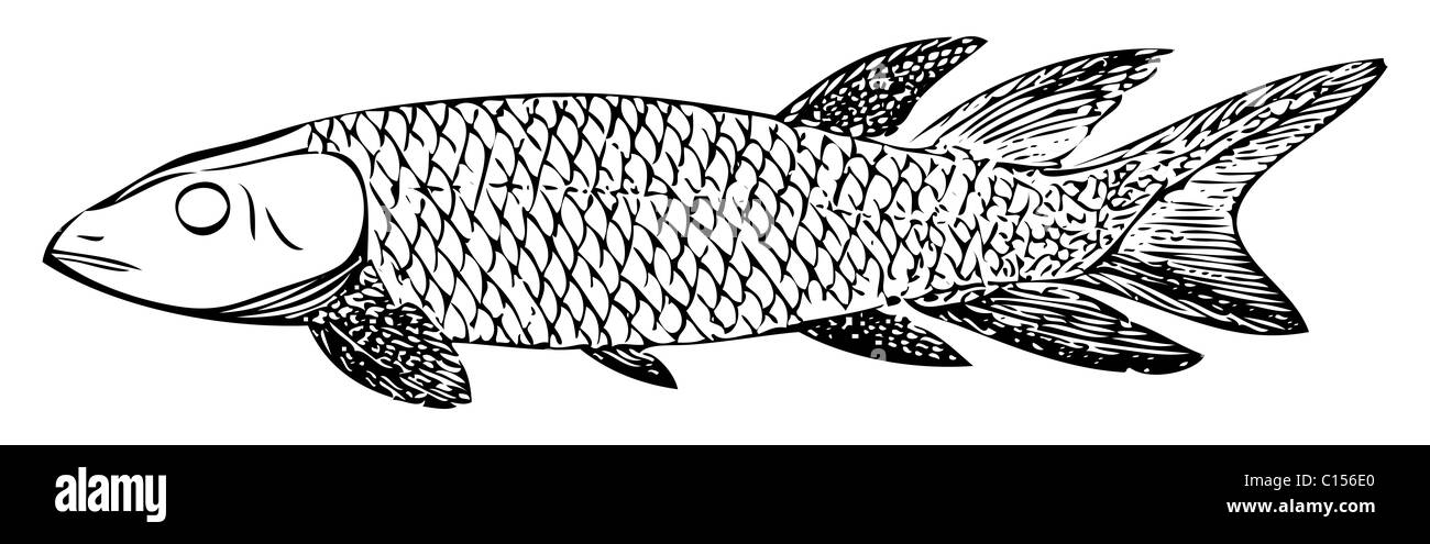 Old engraved illustration of an extinct fish, the Dipterus (thursius) macrolepidotus, isolated on white. Stock Photo