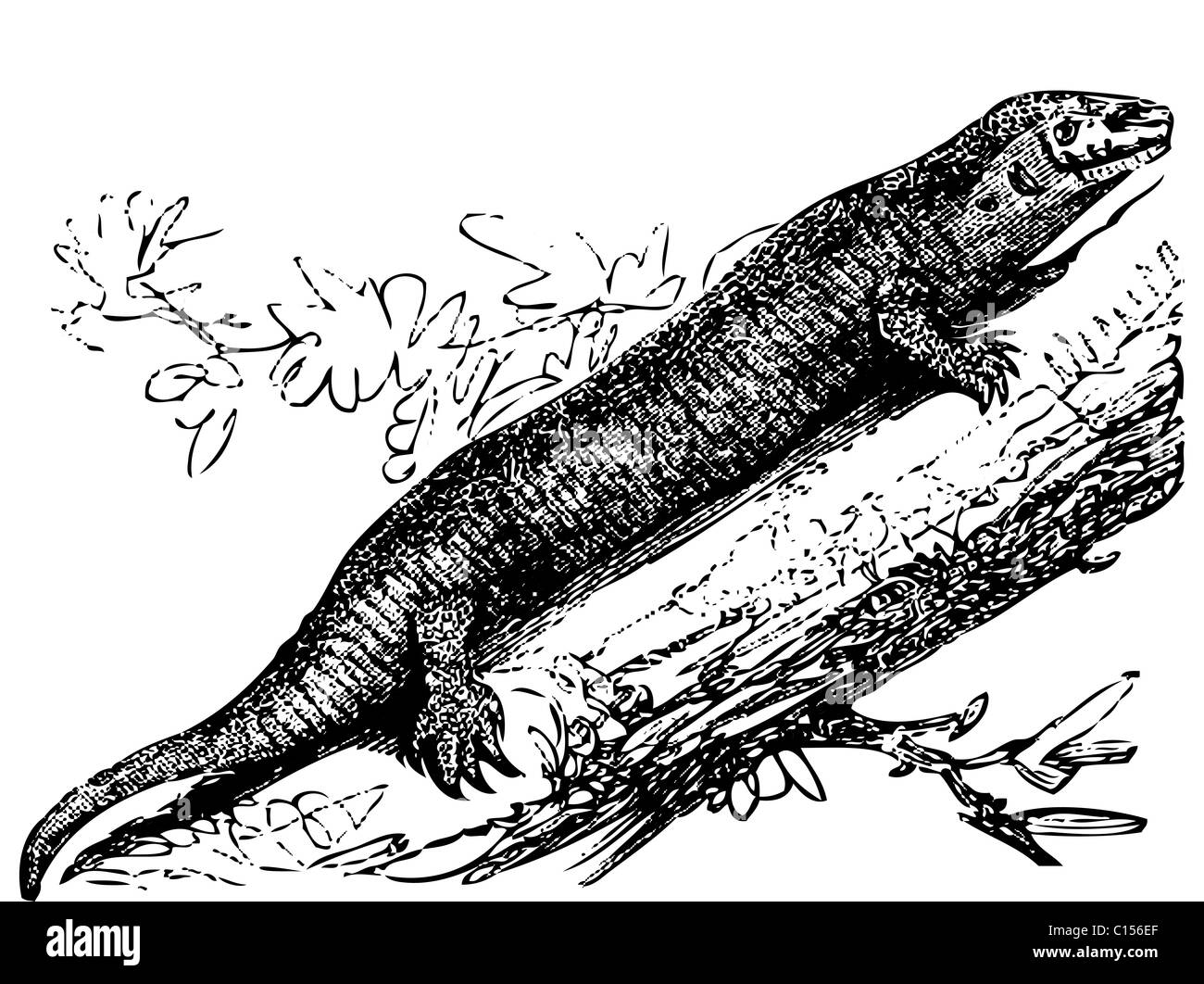 Old engraved illustration of a Tropical house gecko or hemidactylus mabouia, isolated on white. Stock Photo