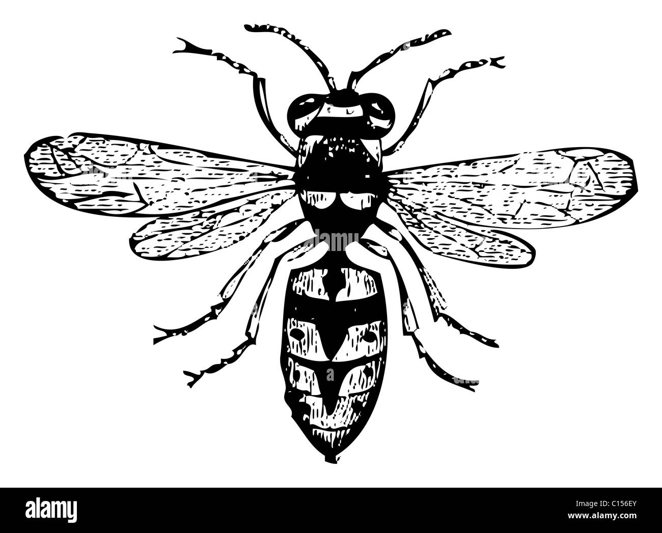 Old engraved illustration of a wasp or vespa vulgaris, isolated on white Stock Photo