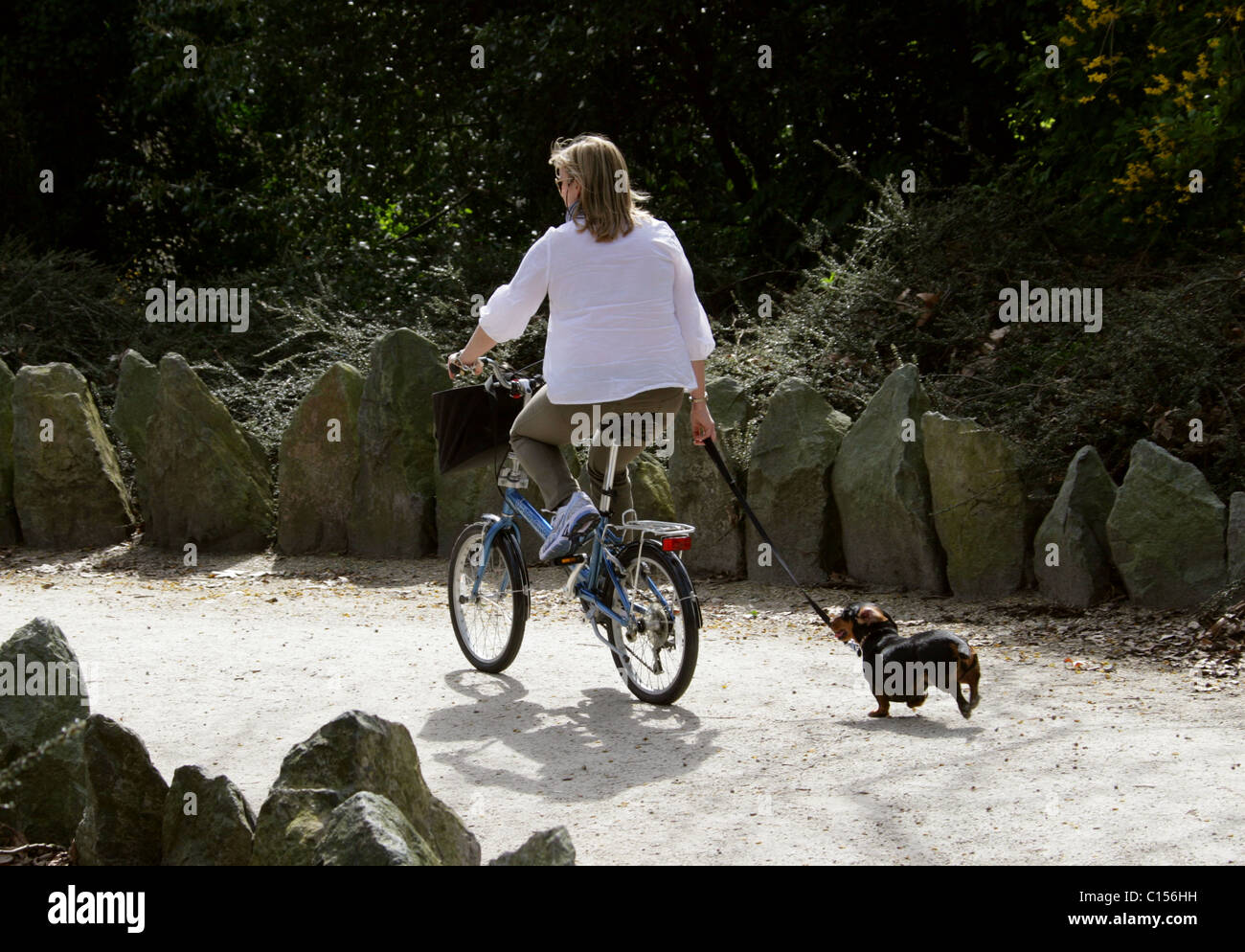Walking the Dog. Woman on a Bicycle and Dachshund Dog on Lead in