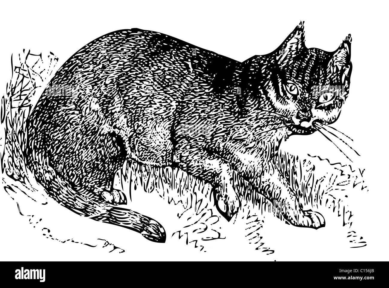 An old engraving of a wild cat (felis catus). Stock Photo