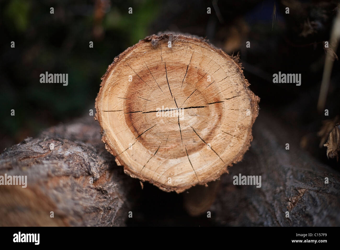 cross cut section of log Stock Photo