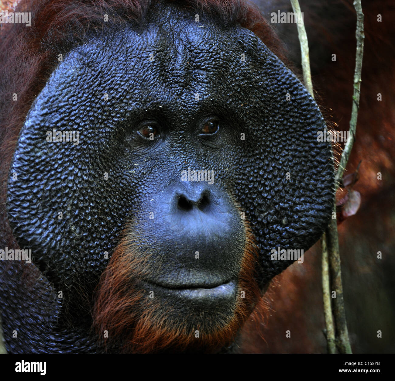 The adult male of the Orangutan. Portrait of the adult male of the orangutan in the wild nature. Island Borneo. Indonesia. Stock Photo