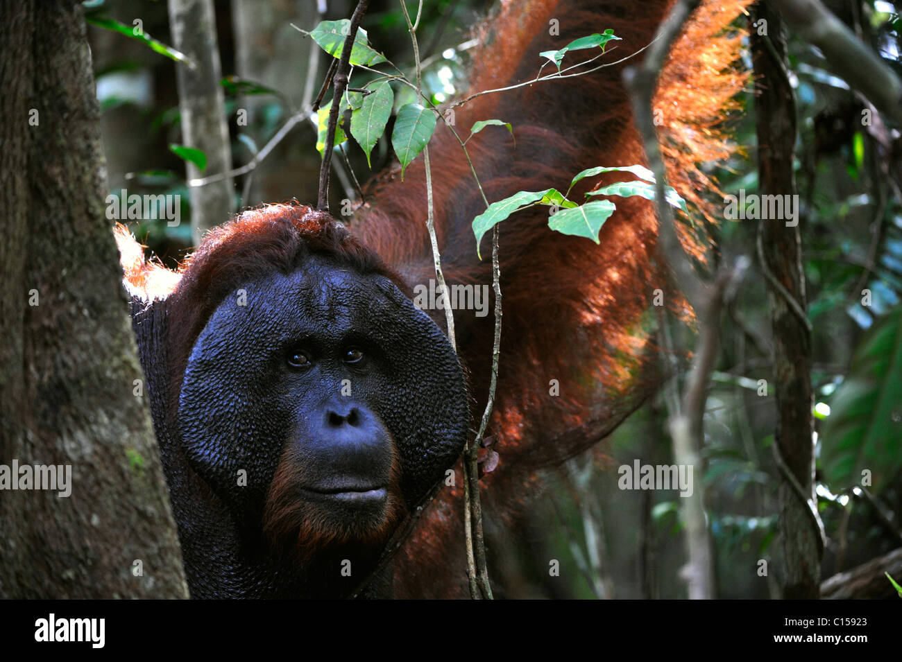 The adult male of the Orangutan. Portrait of the adult male of the orangutan in the wild nature. Island Borneo. Indonesia. Stock Photo