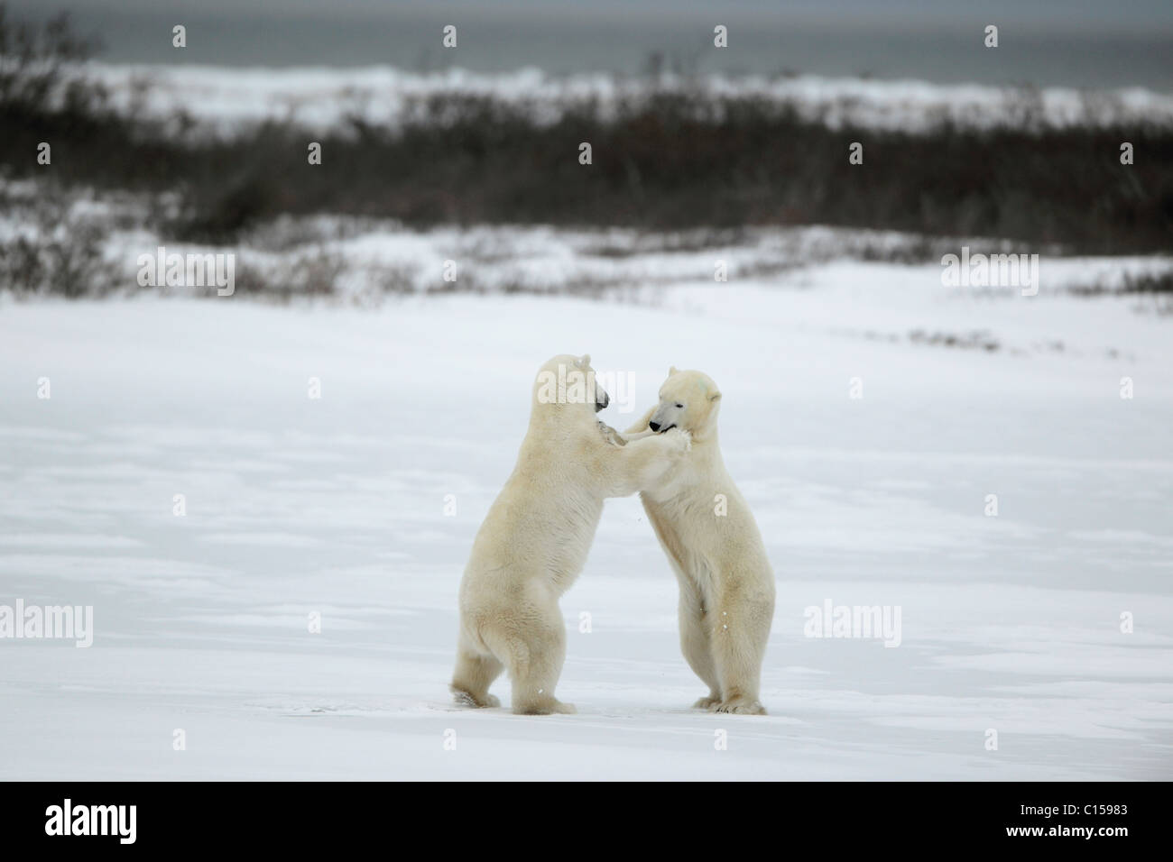 Polar bears fighting on snow have got up on hinder legs. Stock Photo