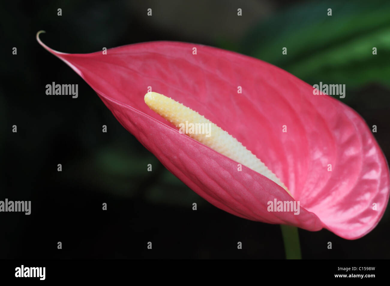 Large Pink Peace Lily Stock Photos \u0026 Large Pink Peace Lily