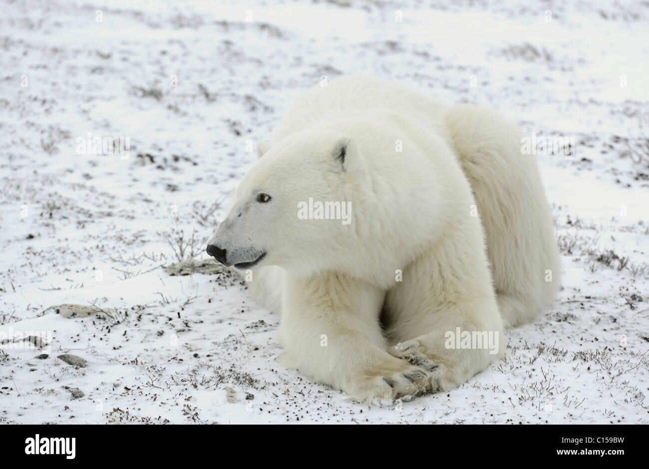 Portrait of a polar bear. A polar bear lying on snow, at a short distance. Close up. Stock Photo