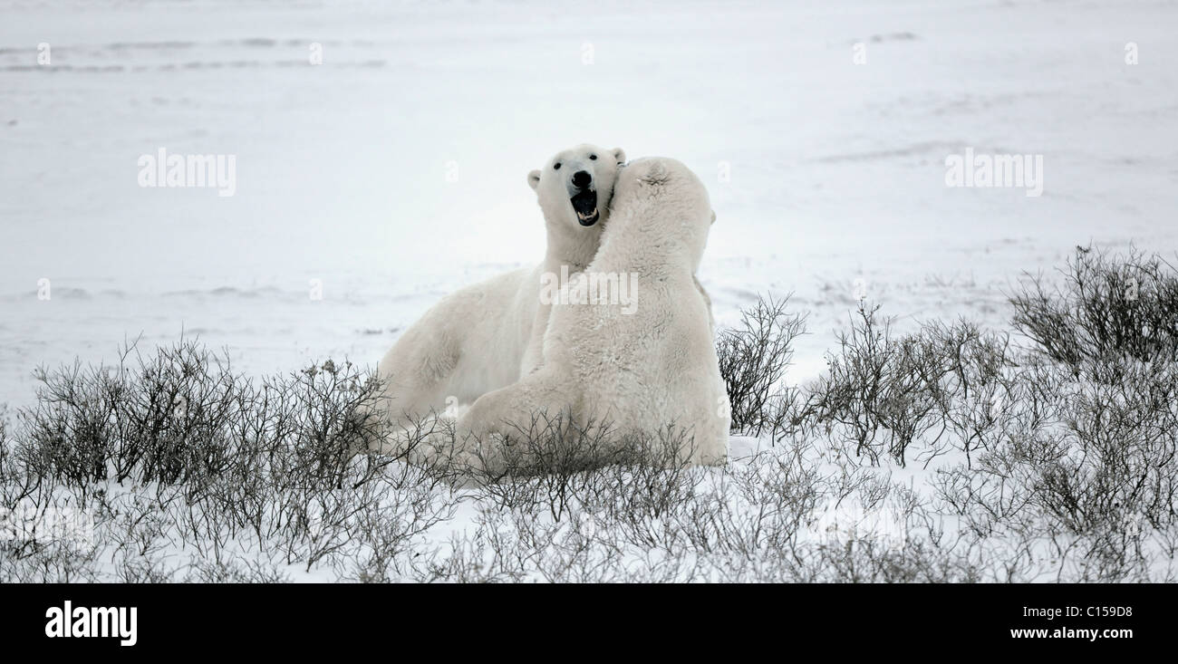 Polar bears fighting on snow Stock Photo