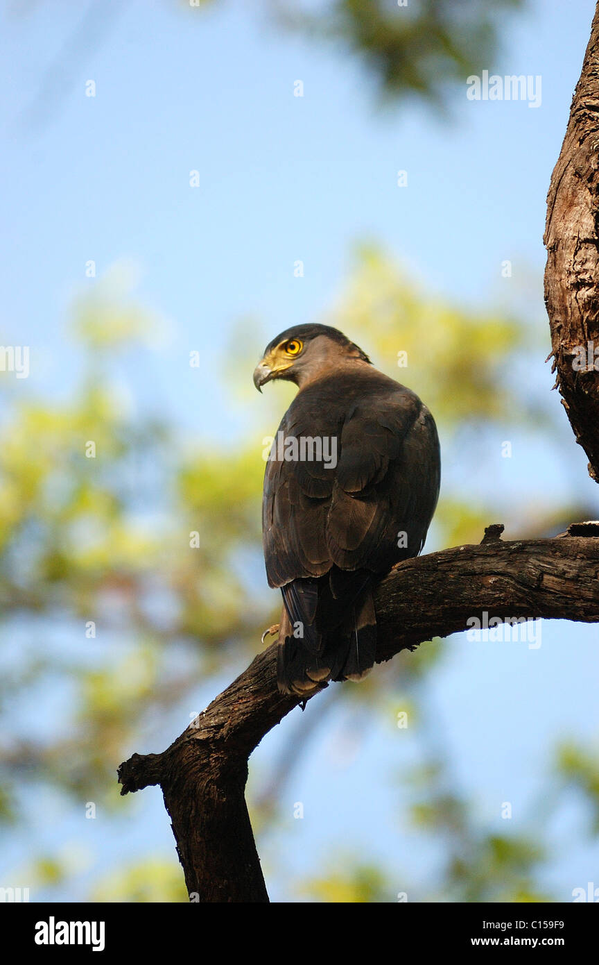 Crested Serpent Eagle perched Stock Photo - Alamy