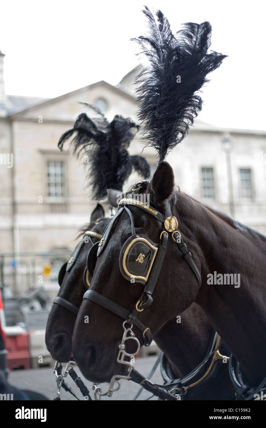 Funeral Horses. A pair of horses dressed for pulling an elaborate