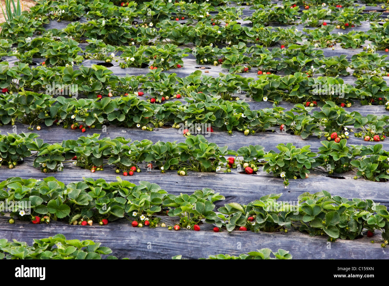 Commercially grown strawberry plants in La Trinidad Valley, Baguio City