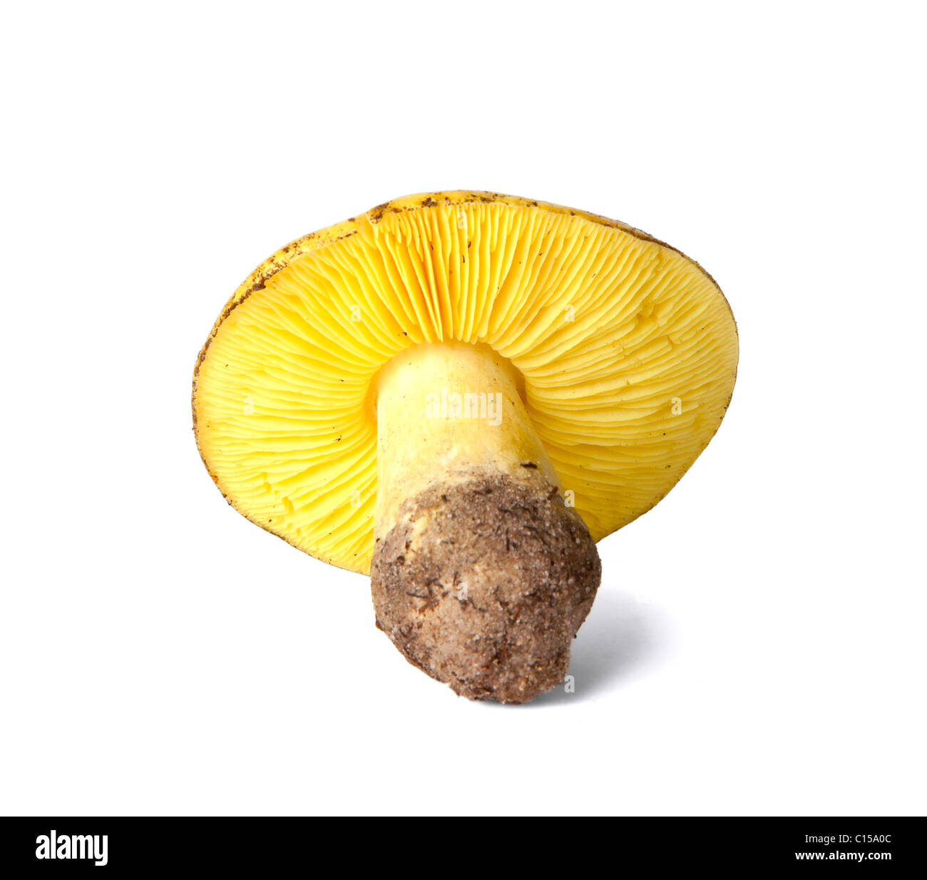 Tricholoma equestre mushroom isolated on white background Stock Photo