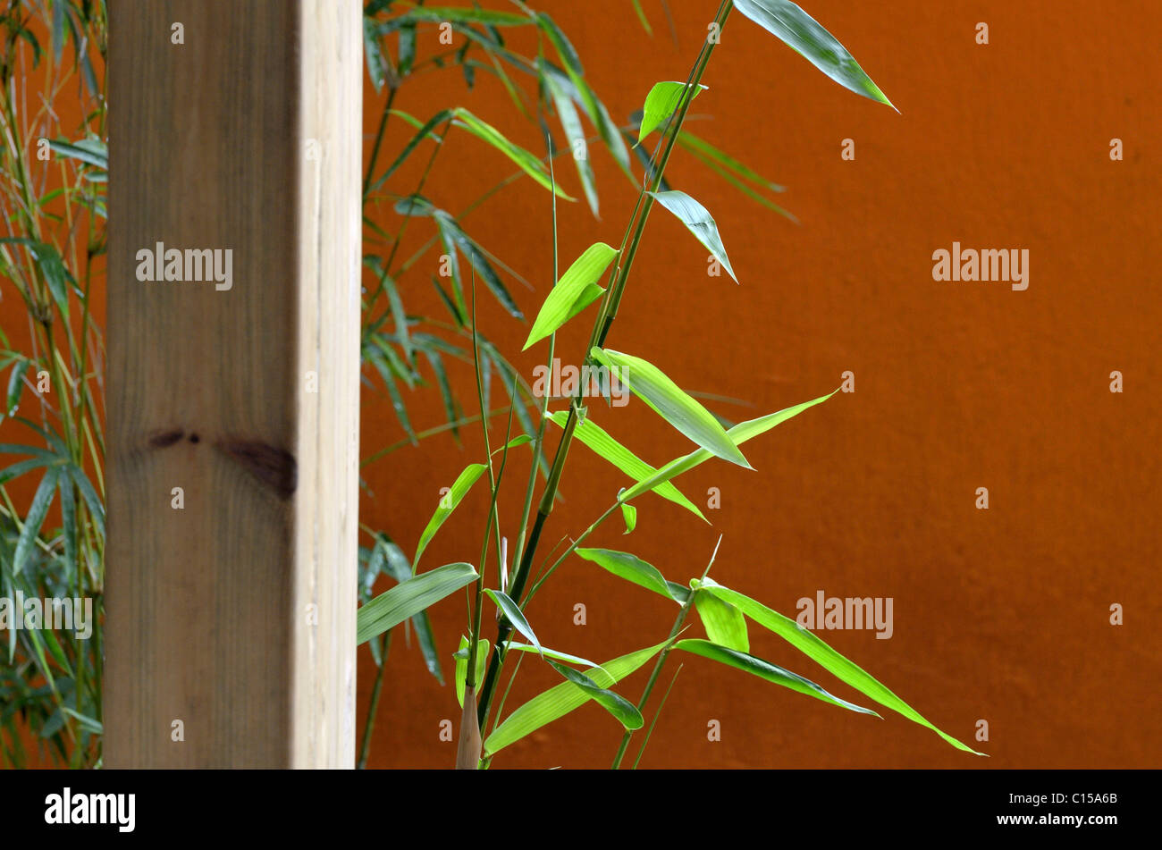 detail of bamboo's leaves Stock Photo
