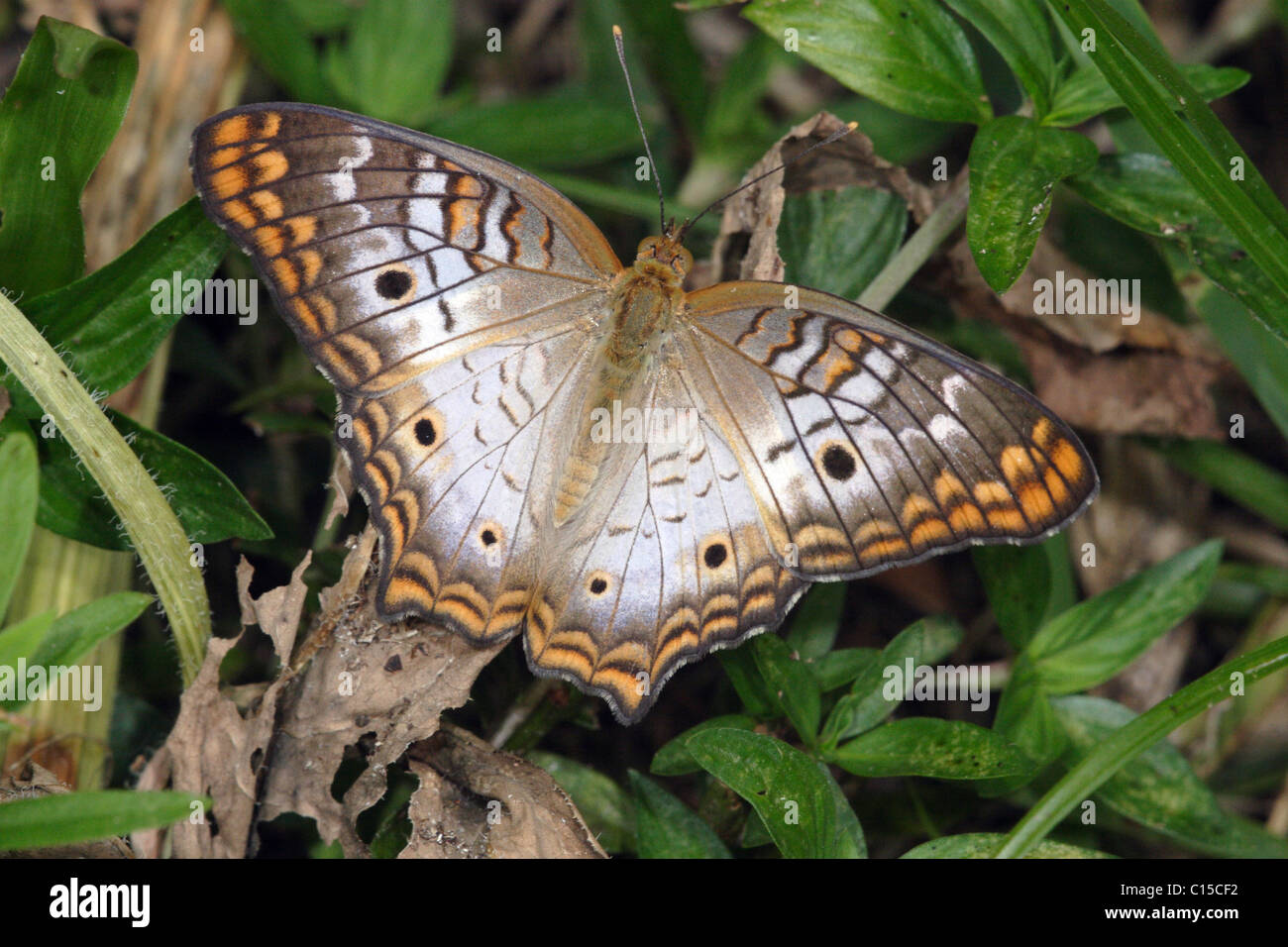 White Peacock Butterfly Anartia jatrophae Stock Photo - Alamy