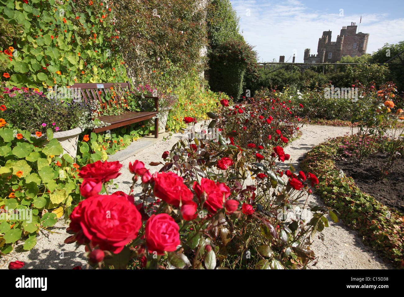 Village of Mey, Scotland. Late summer view of red roses in full bloom within the Castle of Mey walled garden. Stock Photo