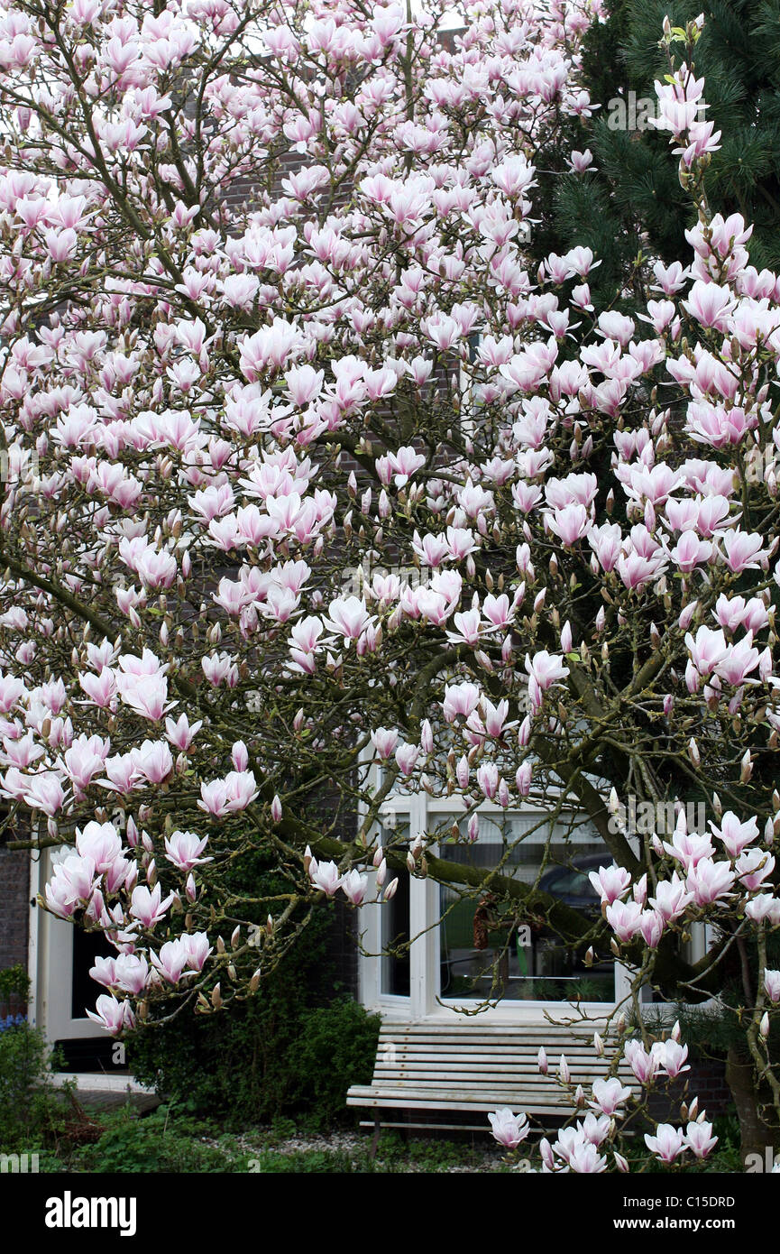 Flowering magnolia in spring in the garden Stock Photo - Alamy