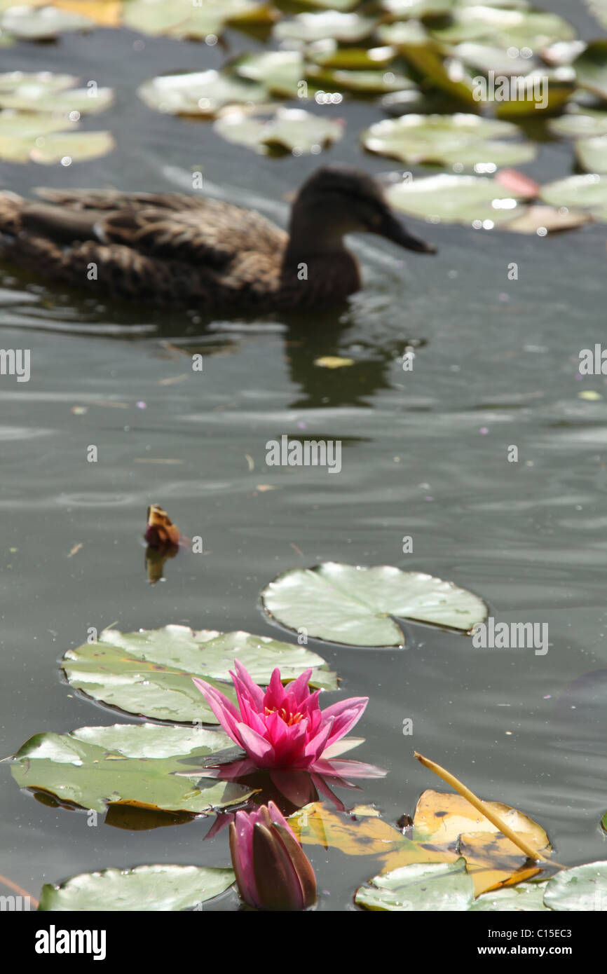 Stapeley Water Gardens, England. Summer view of water lilies in full