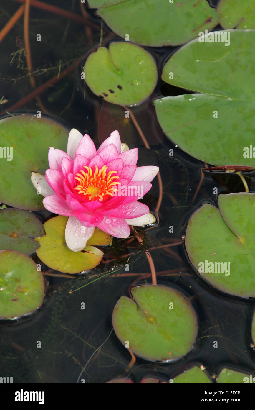 Stapeley Water Gardens, England. Close up summer view of water lilies