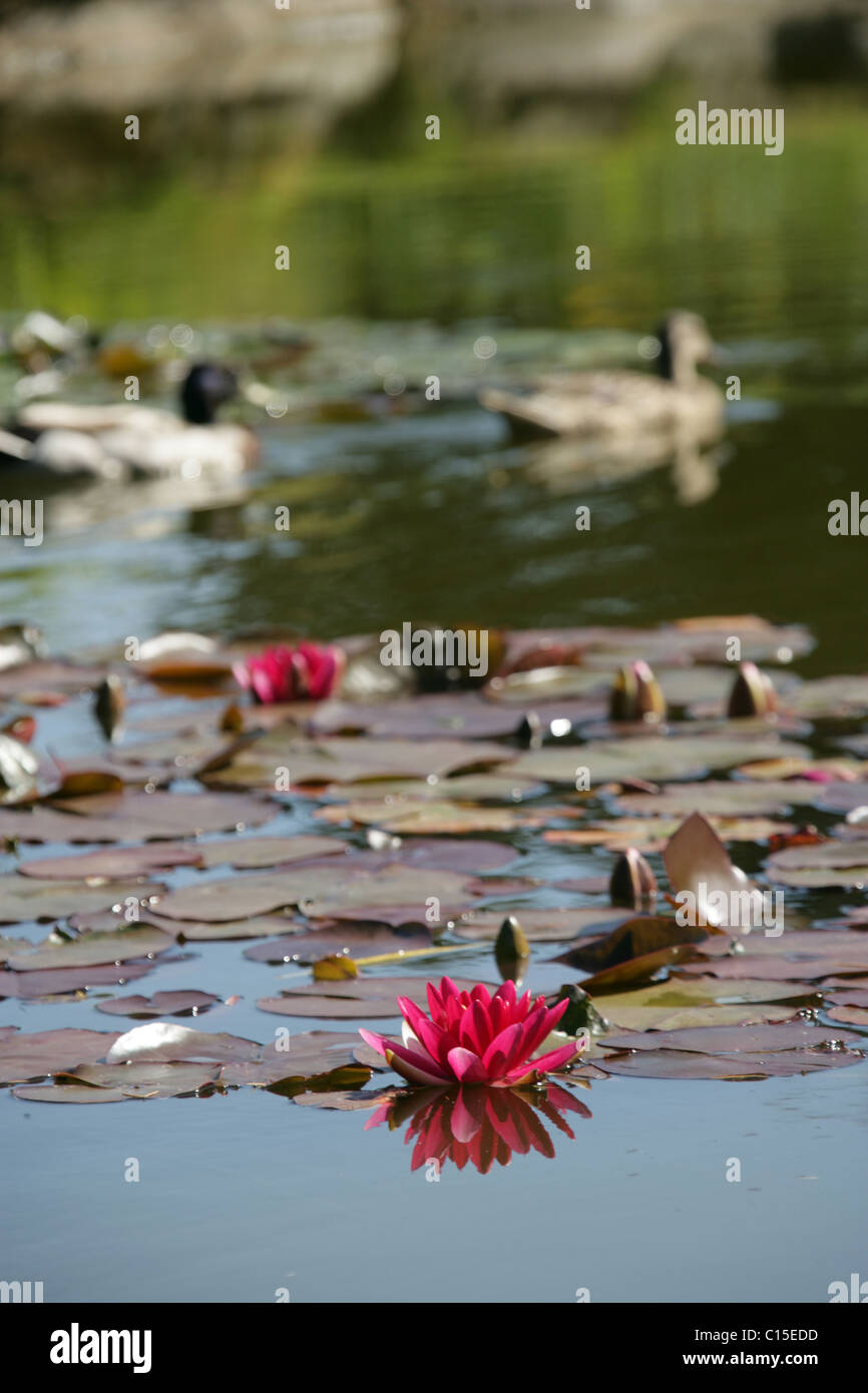Stapeley Water Gardens, England. Summer view of water lilies in full