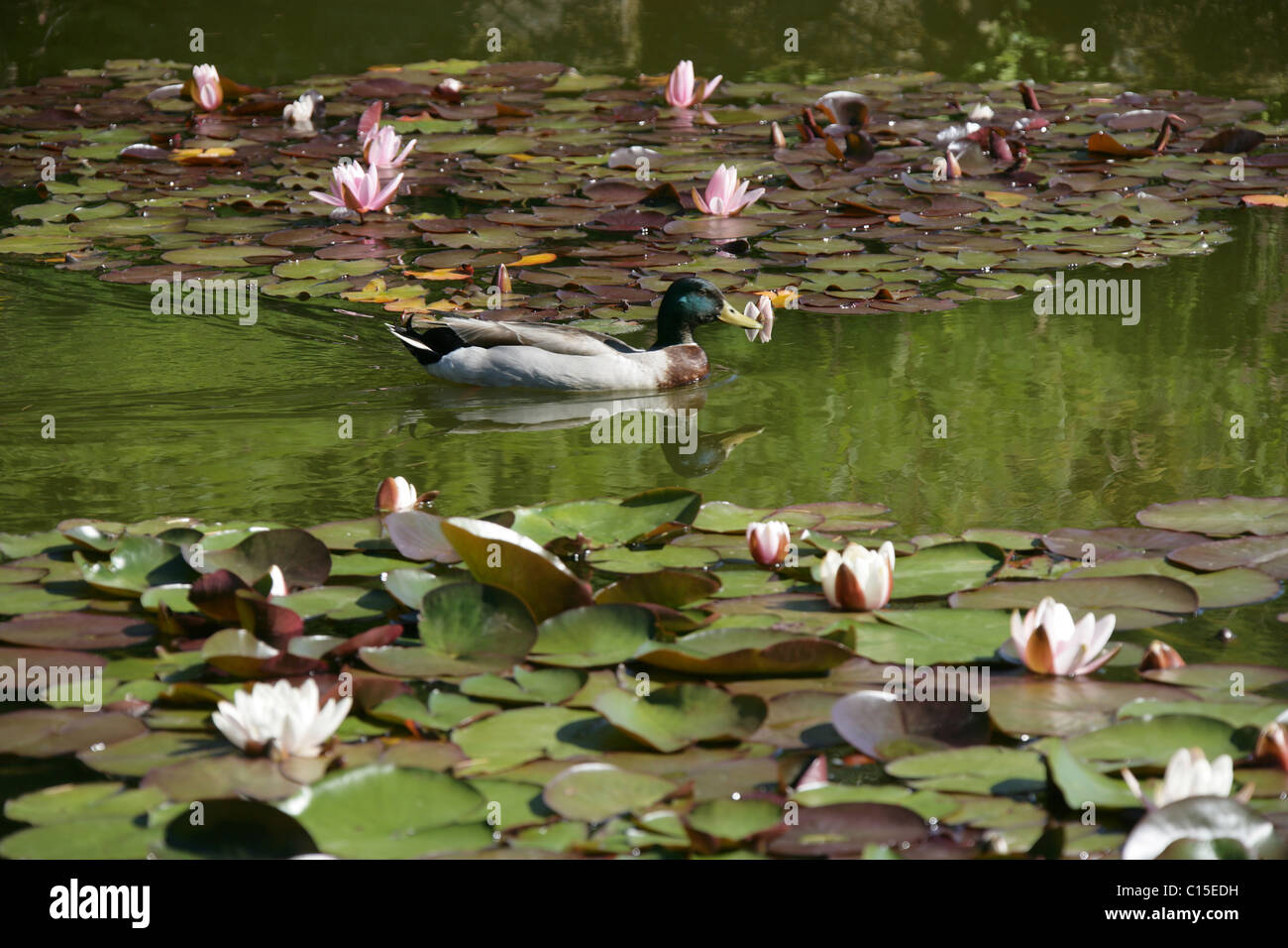Stapeley Water Gardens, England. Summer view of water lilies in full