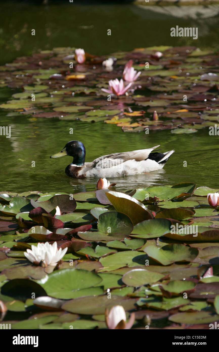 Stapeley Water Gardens, England. Summer view of water lilies in full