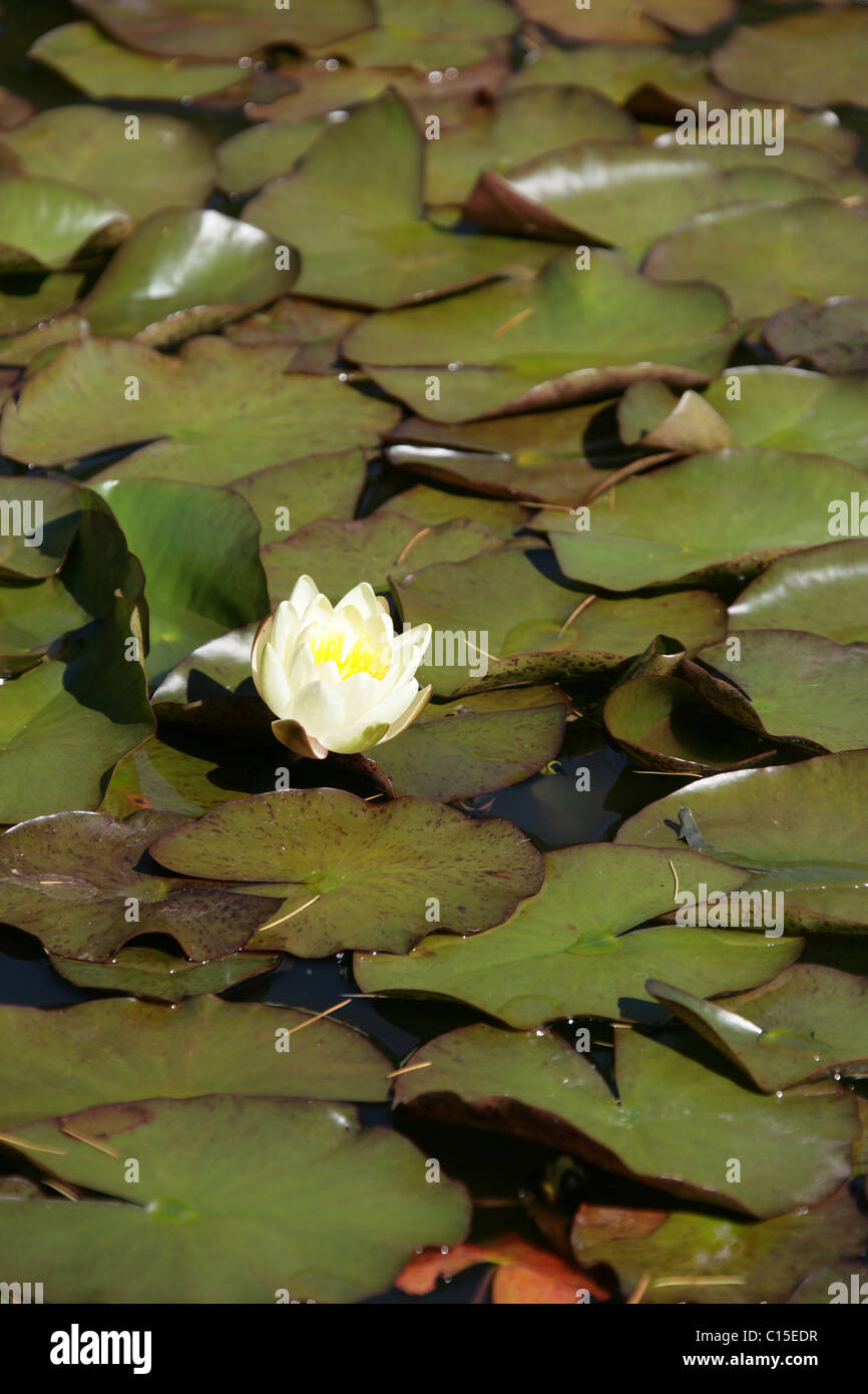 Stapeley Water Gardens, England. Summer view of water lilies in full