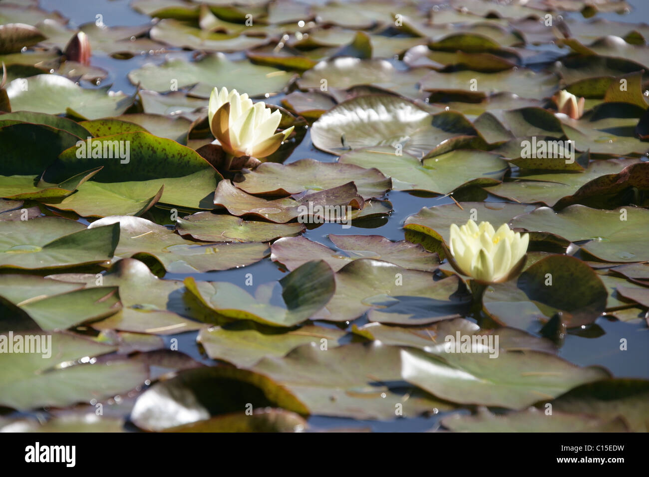 Stapeley Water Gardens, England. Summer view of water lilies in full