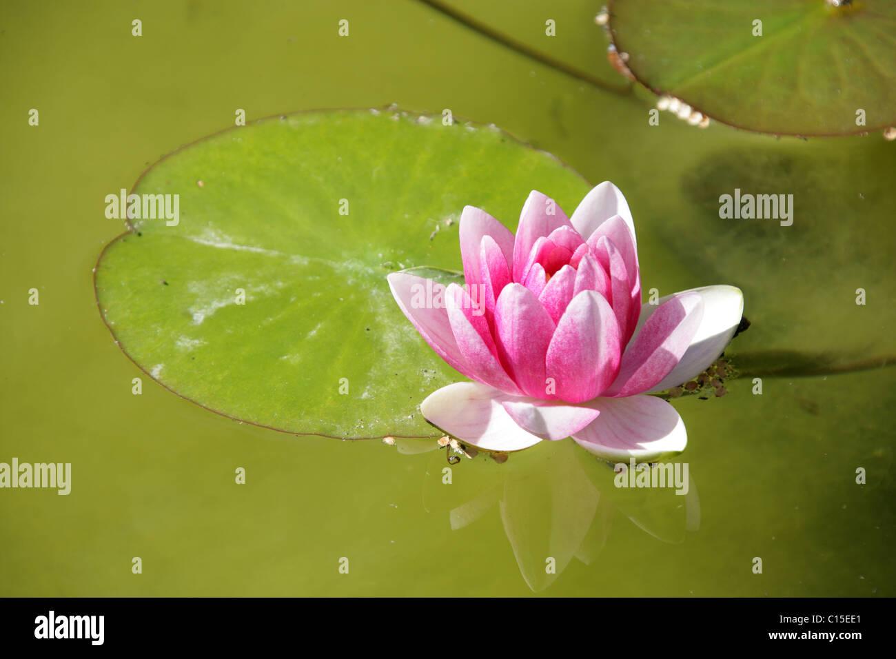 Stapeley Water Gardens, England. Close up summer view of water lilies