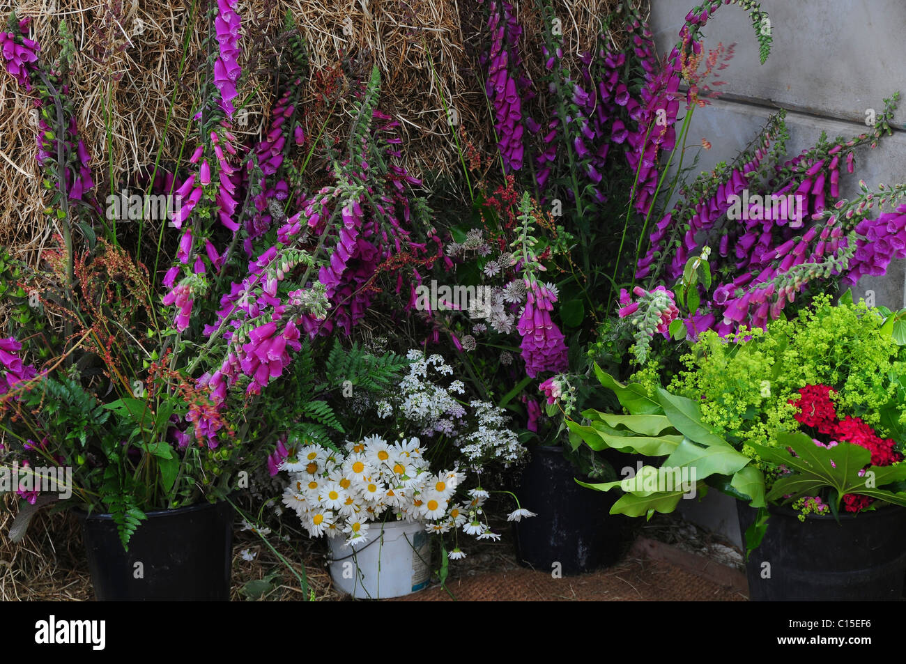 Foxgloves And Other Flowers In Pots At A Country Wedding Reception
