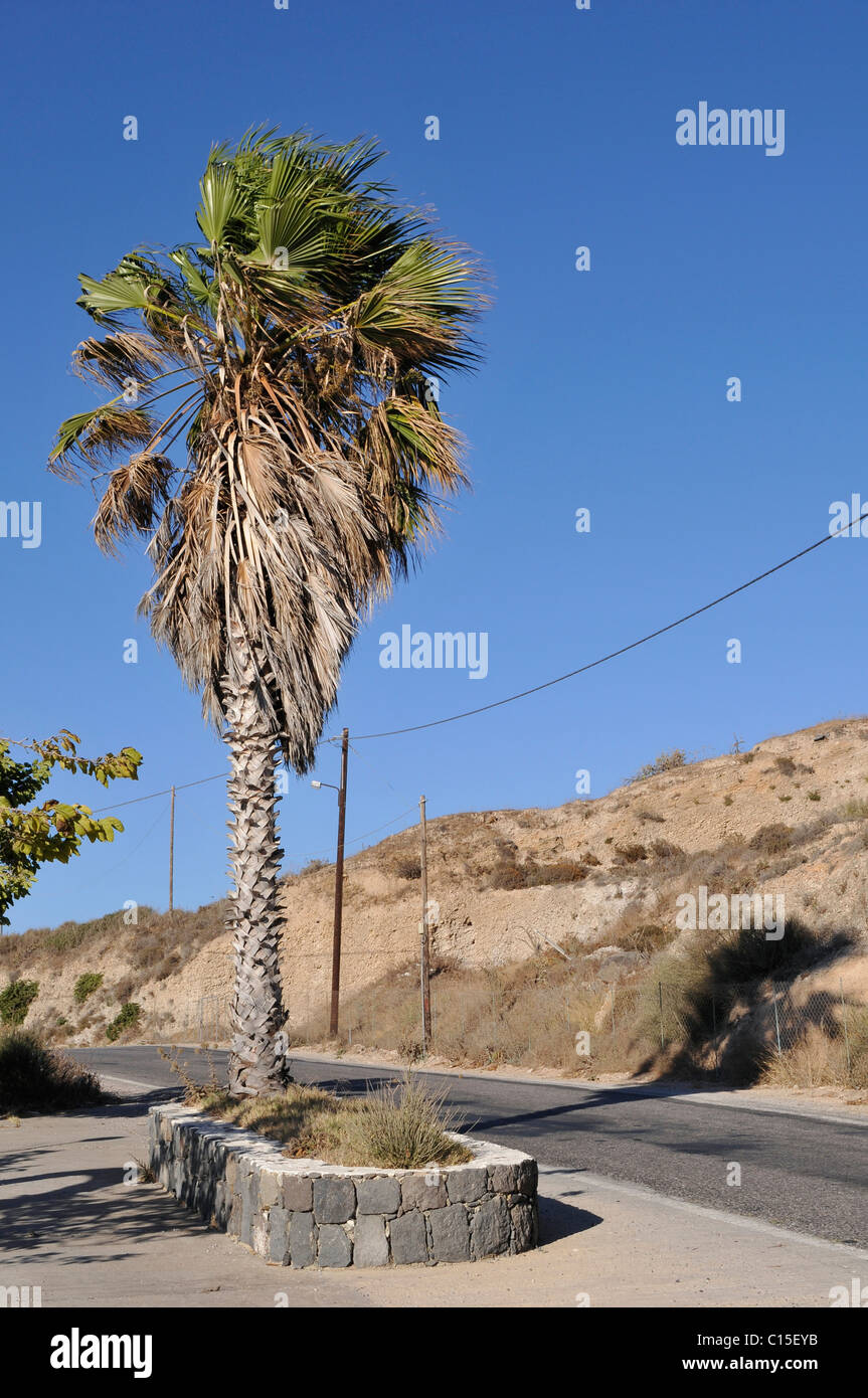palm tree on the roadside Stock Photo