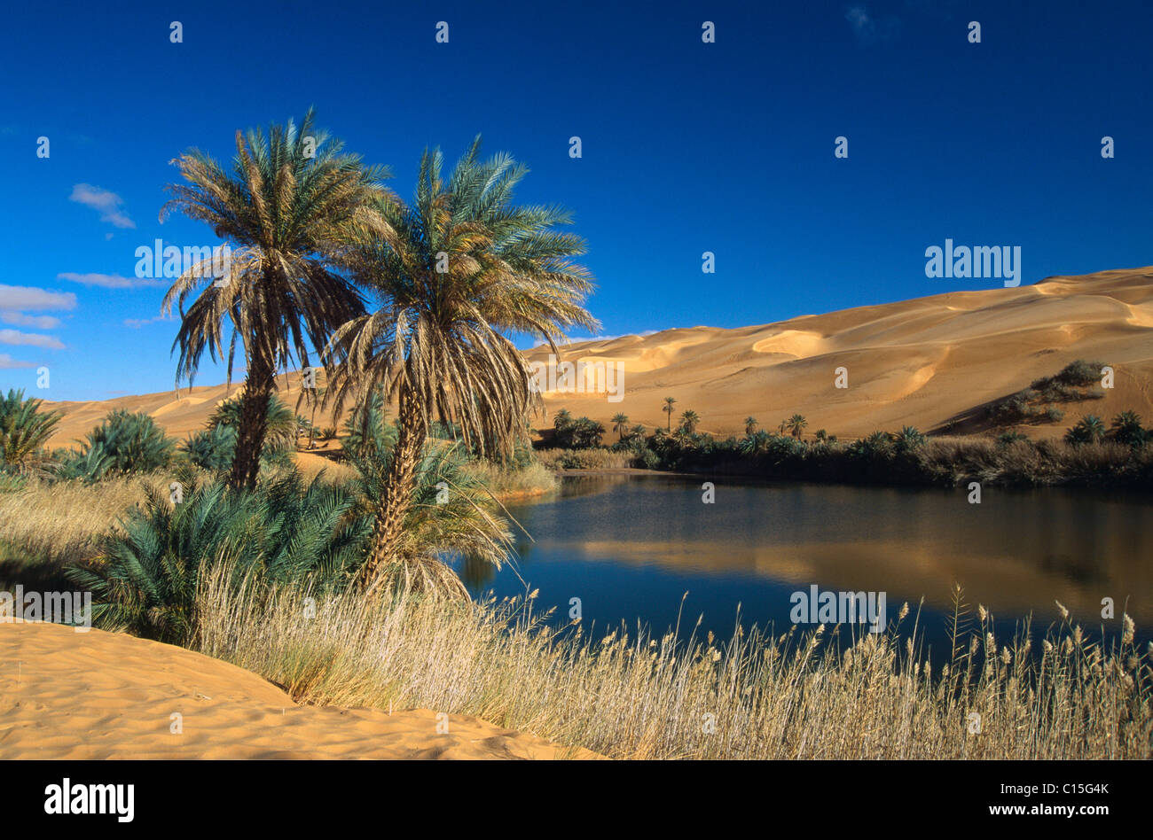 Date palm on the shores of the Um El Ma Lake, Awbari Lakes, Libya, Africa Stock Photo