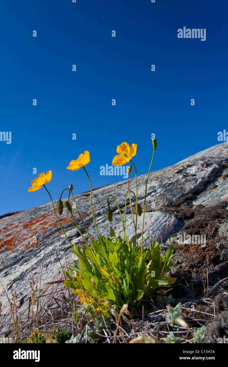Arctic poppy hires stock photography and images Alamy