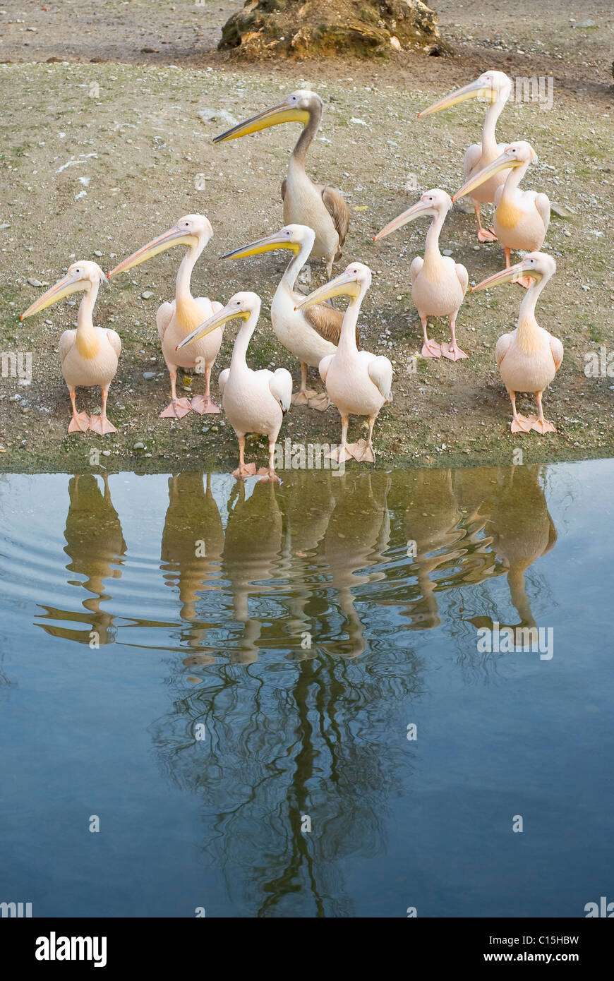 Pelicans Along the Shore of a Lake Stock Photo