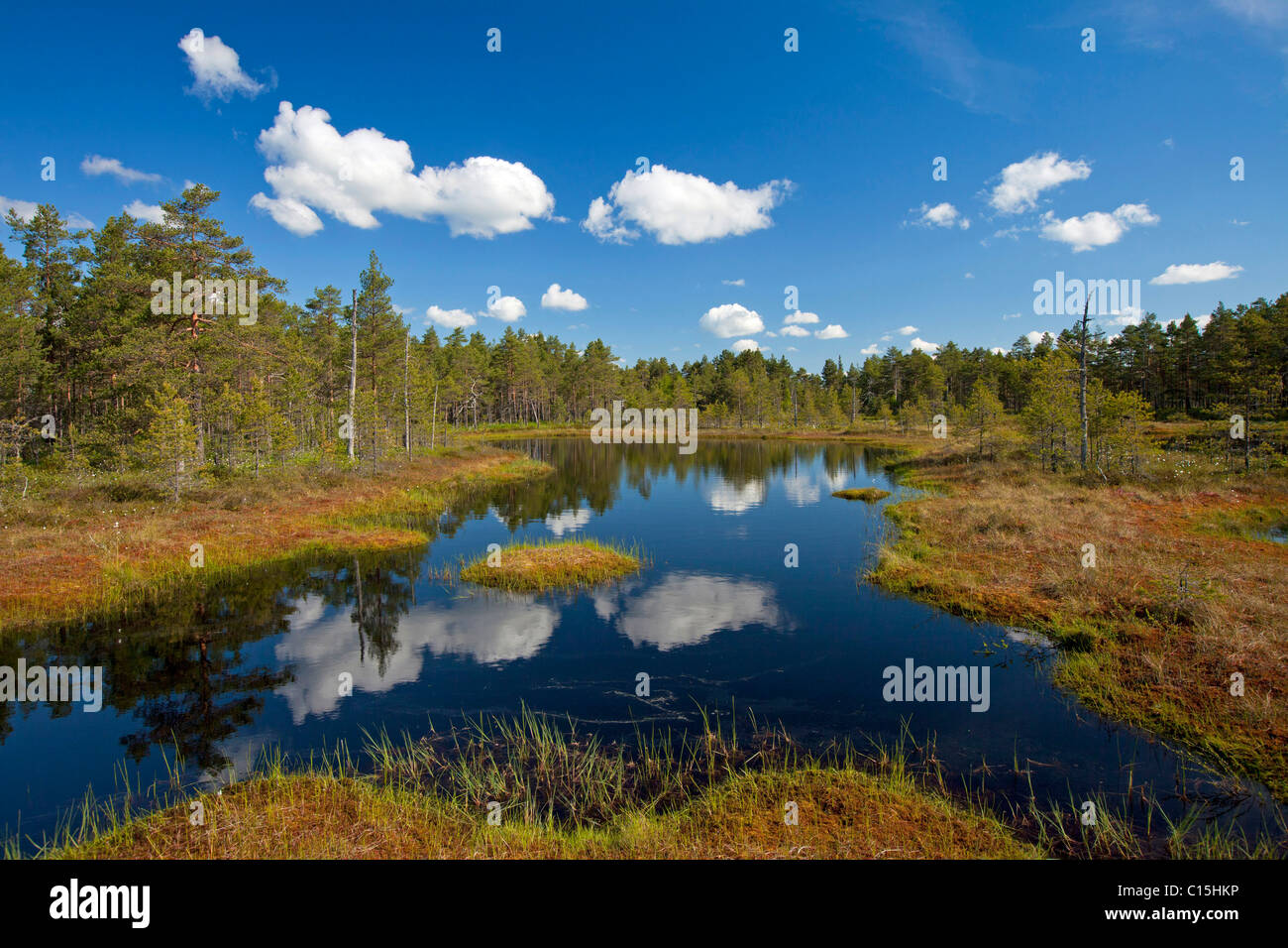 Bog in Oerebro, Sweden. Stock Photo