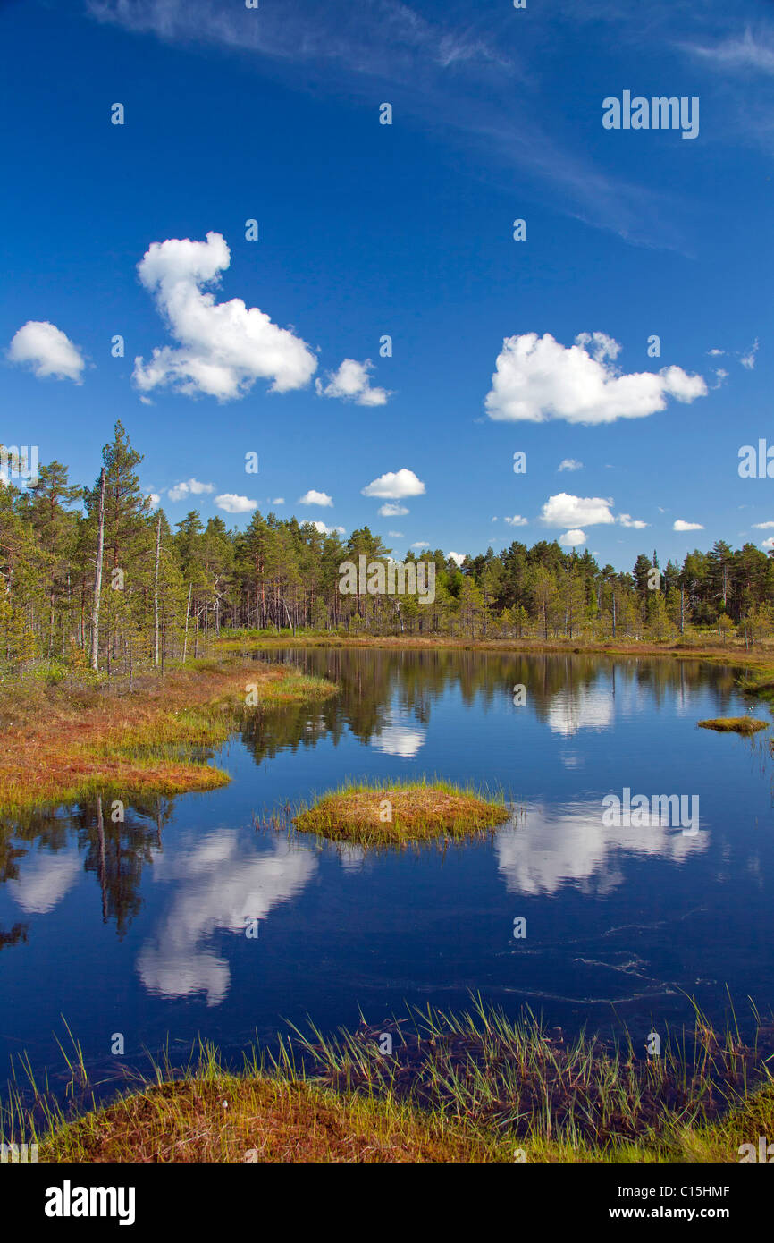 Bog in Oerebro, Sweden. Stock Photo