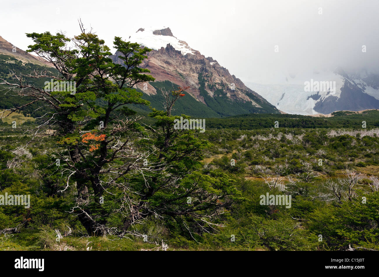 Wind beaten trees below Glaciar Grande on the way to Lago Torre, El Chalten, Patagonia, Argentina Stock Photo