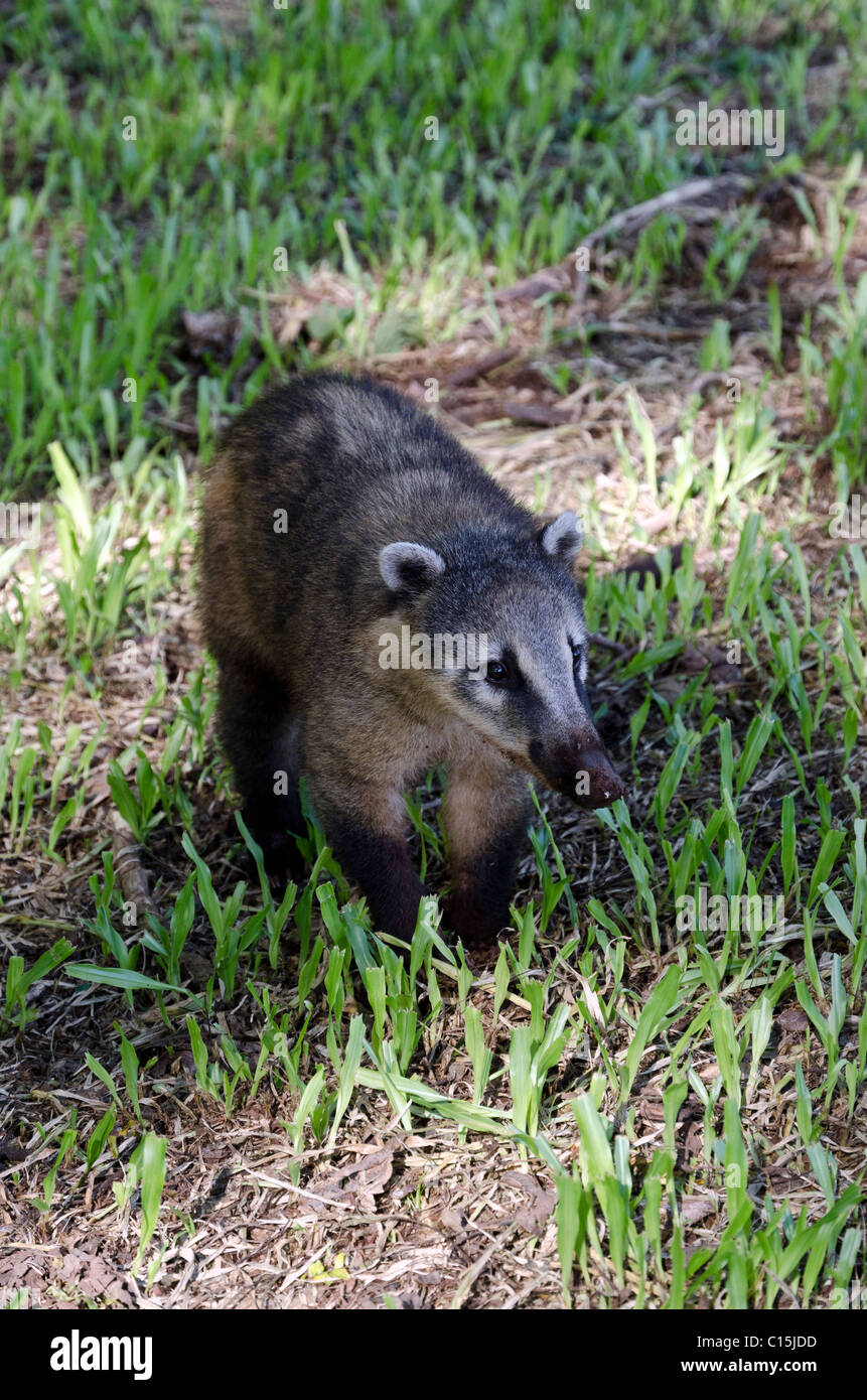 Coatis (which look like a cross between a racoon and an ant-eater) at Iguassu National Park, Puerto Iguassu, Brazil Stock Photo