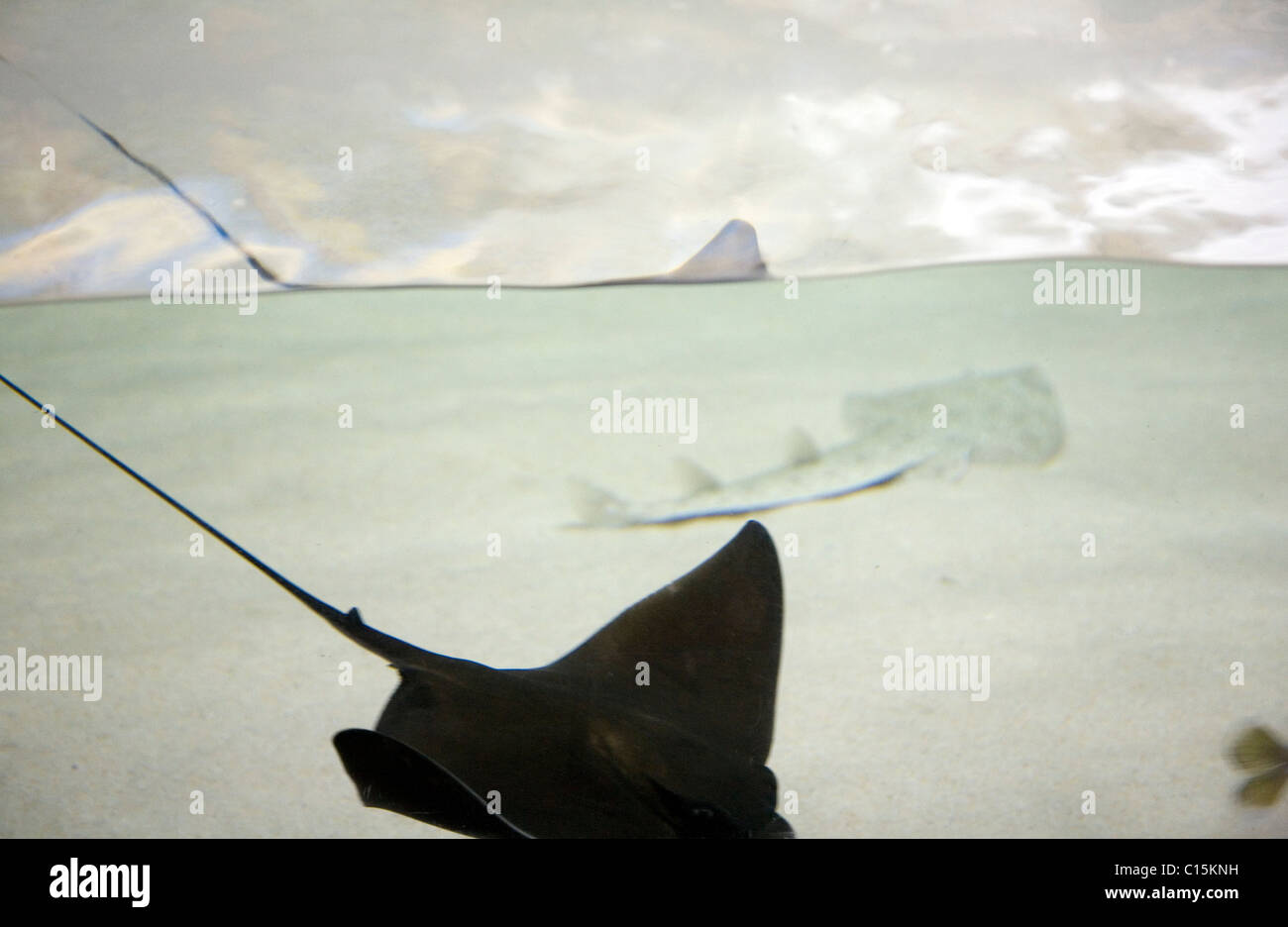 Tropicana field rays tank hi-res stock photography and images - Alamy