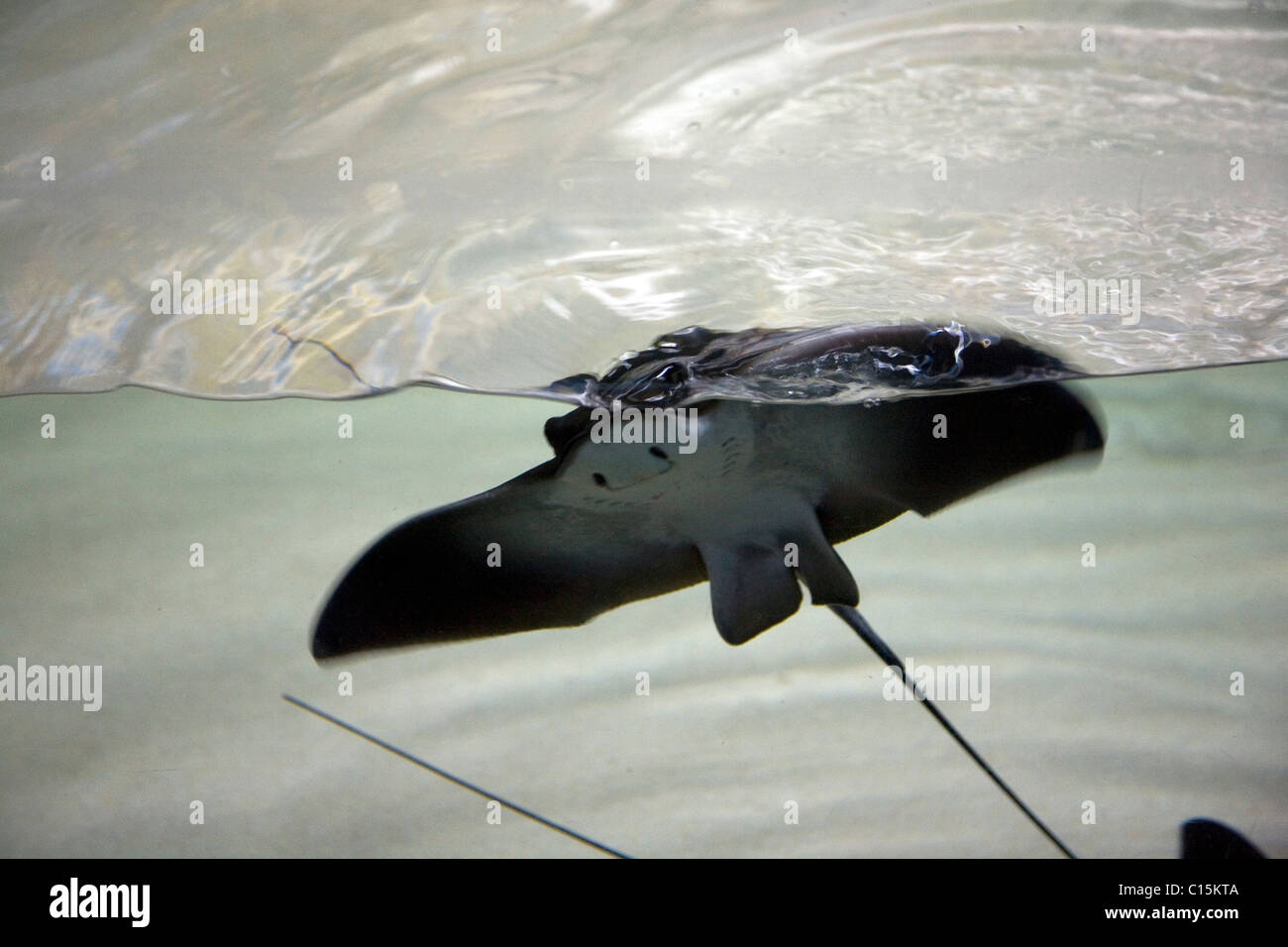 Eagle Rays At Cape Town Two Oceans Aquarium Stock Photo Alamy